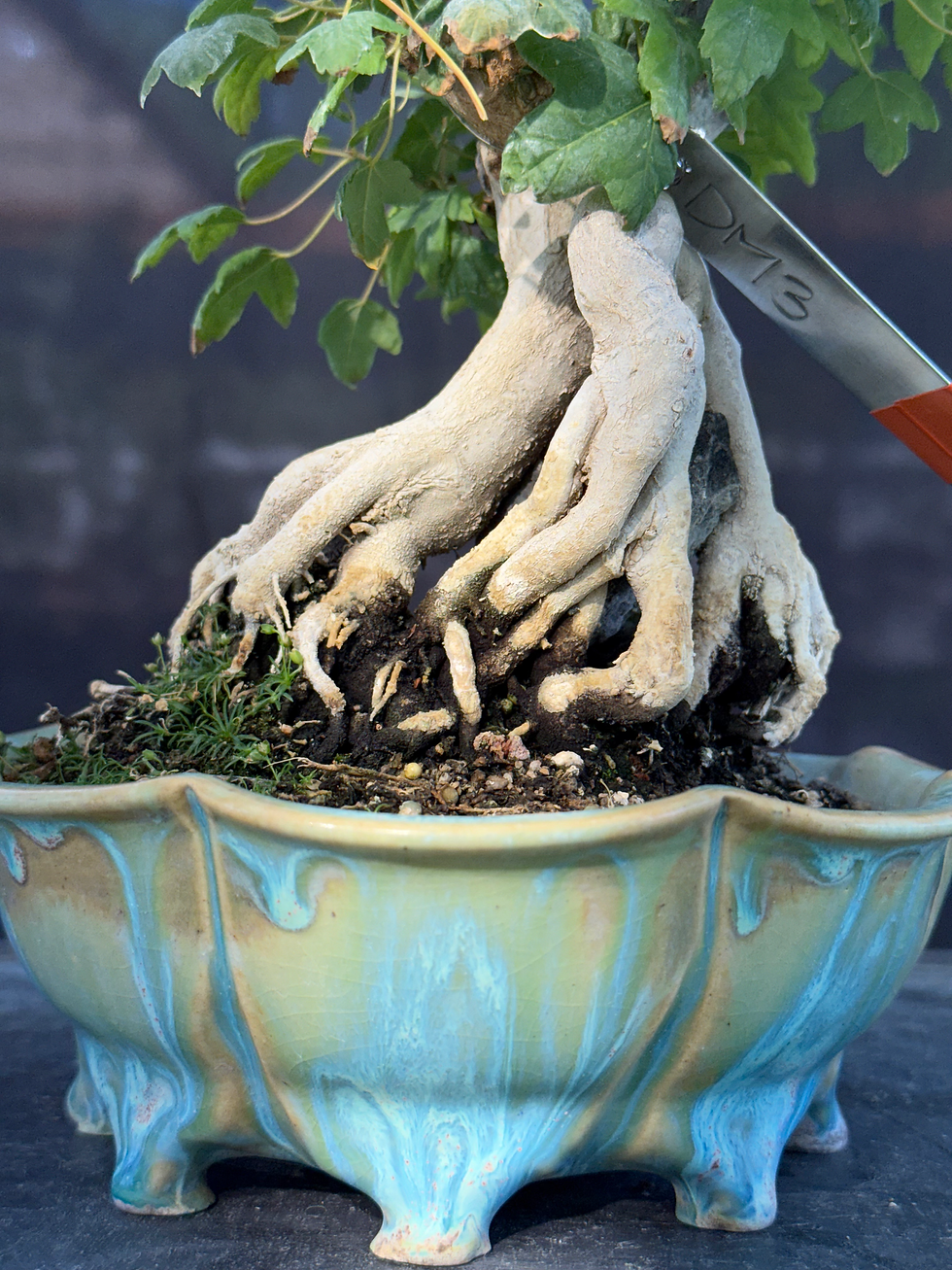 Thumbnail: DM3 Trident Maple