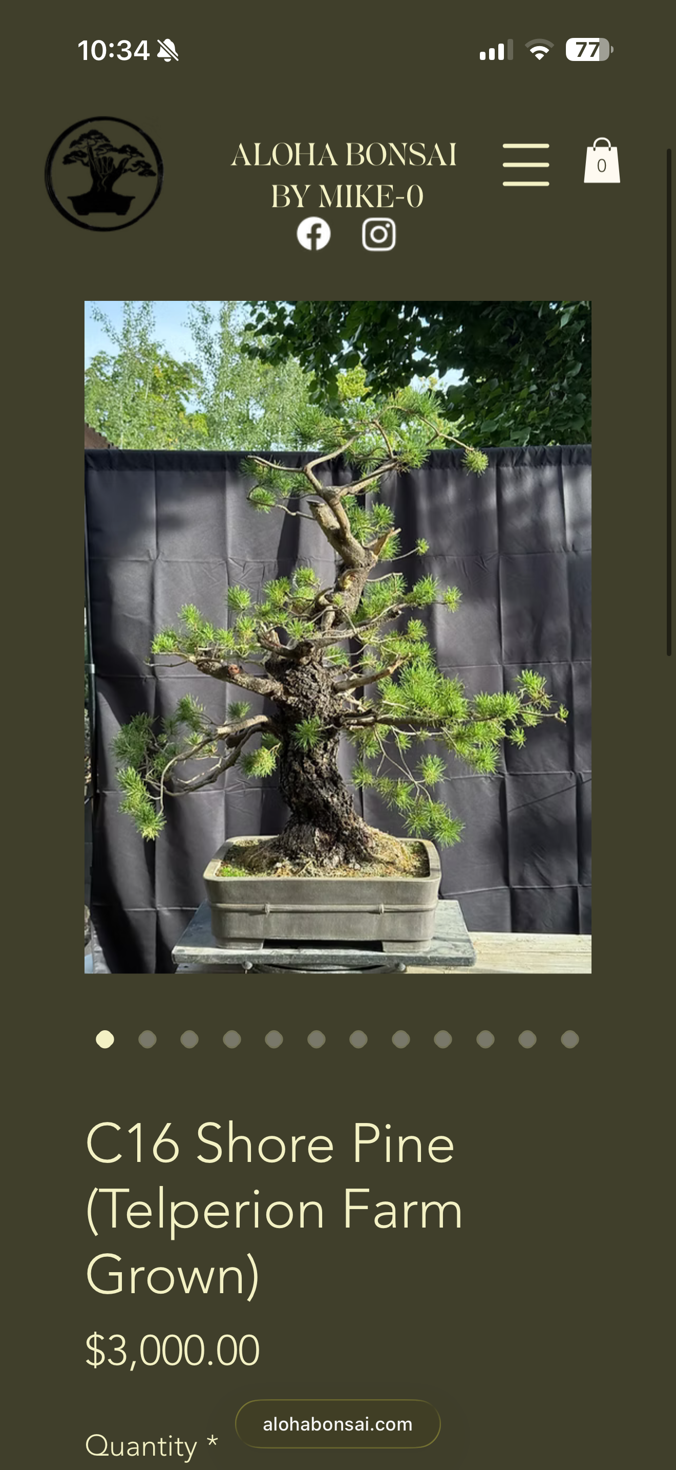 Custom order for DG (Telperion Shore Pine Shipped & Pot Shipped Separate