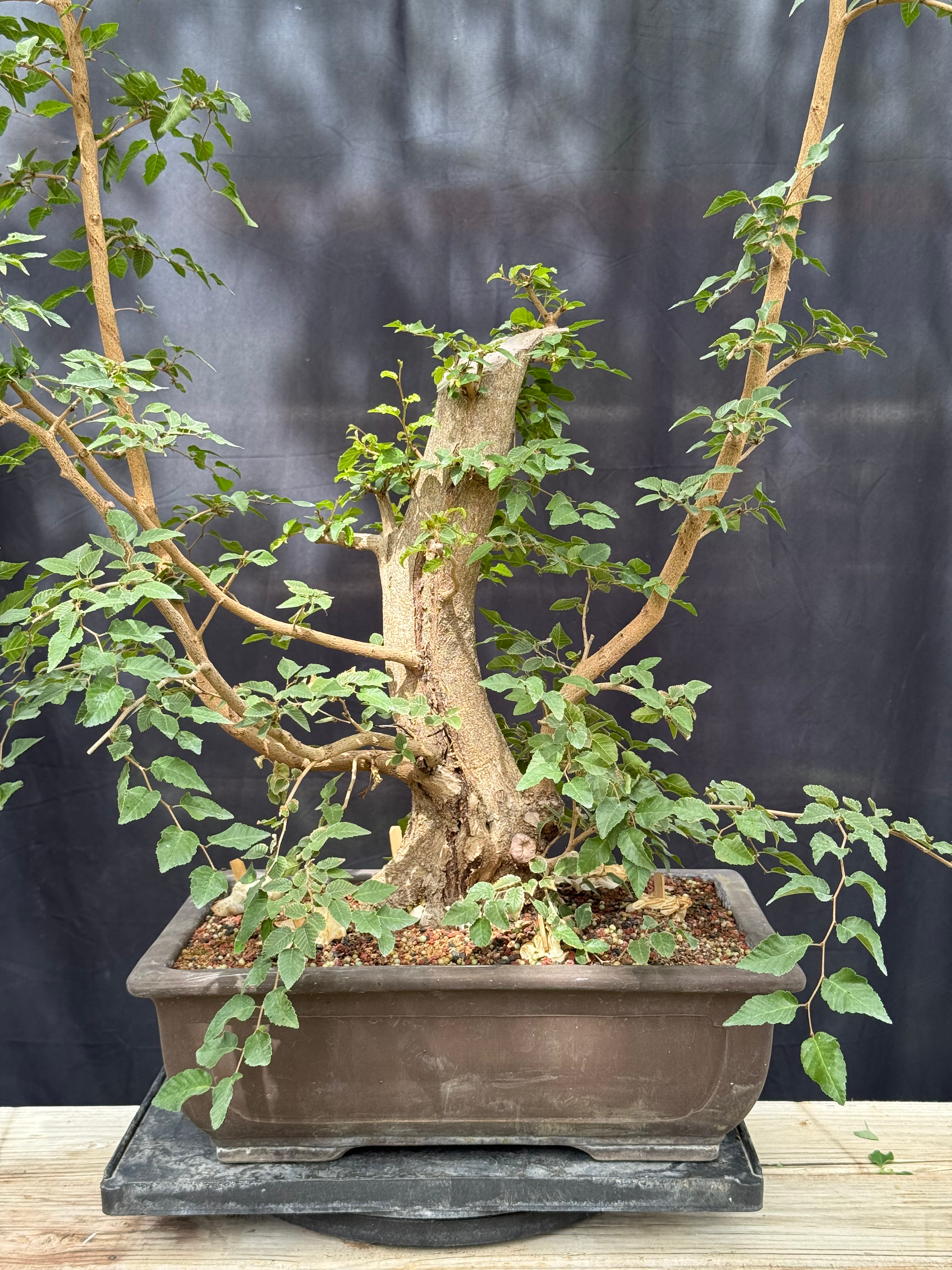 D31 Korean Hornbeam 