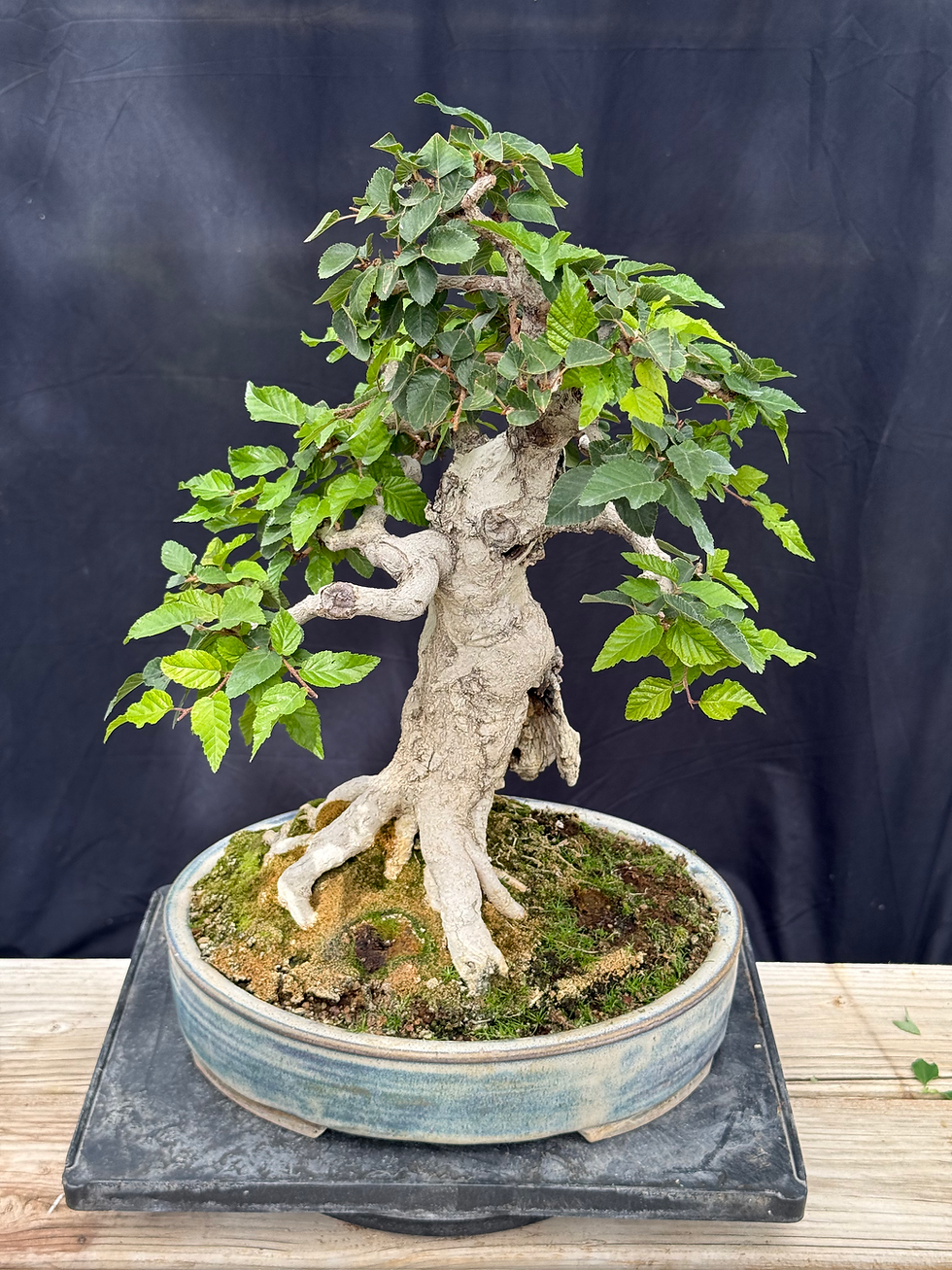Thumbnail: D30 Korean Hornbeam 