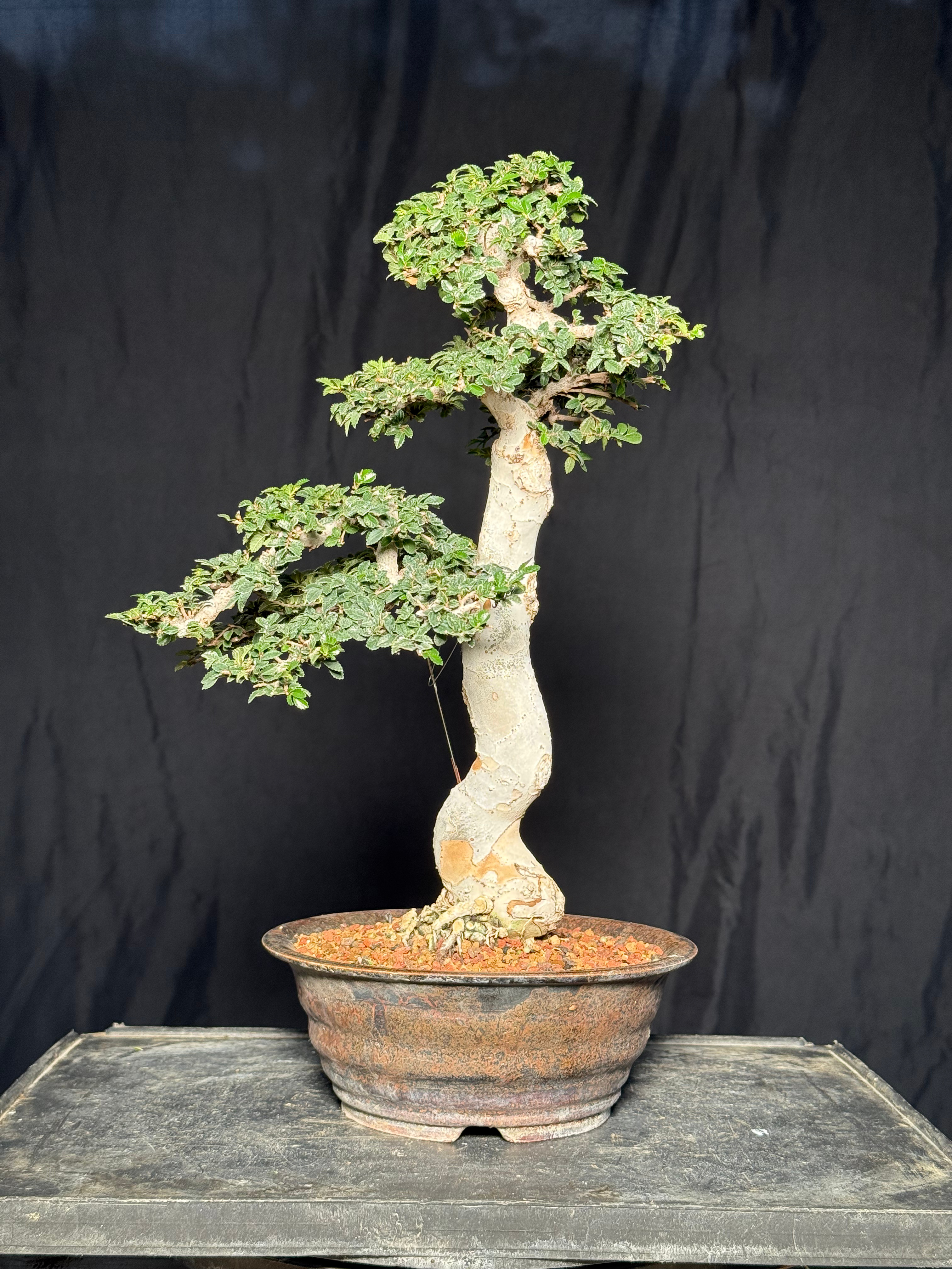 DE9 Lacebark Elm