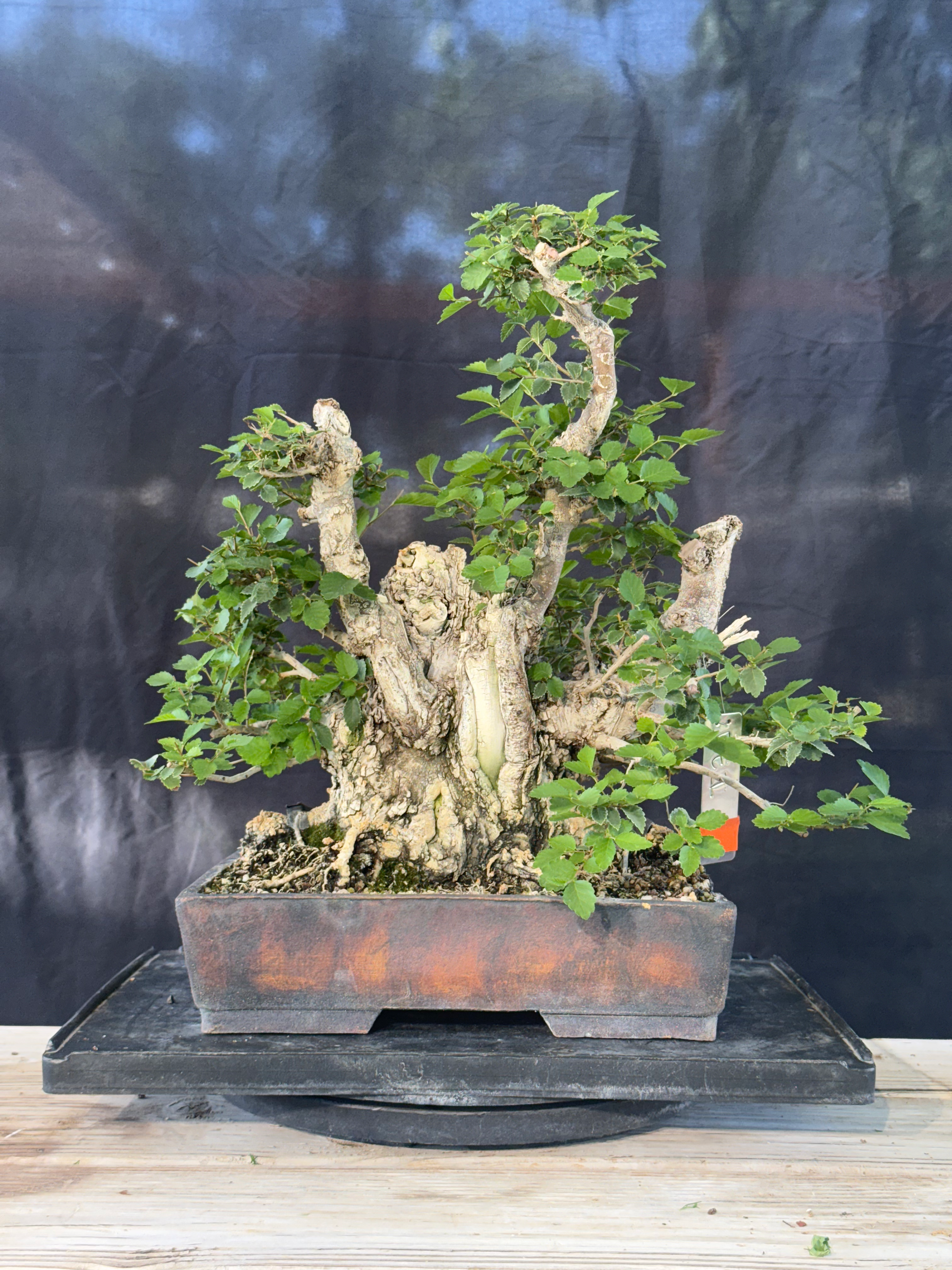 DE1 Siberian Elm