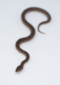 Columbian Rainbow Python EM001