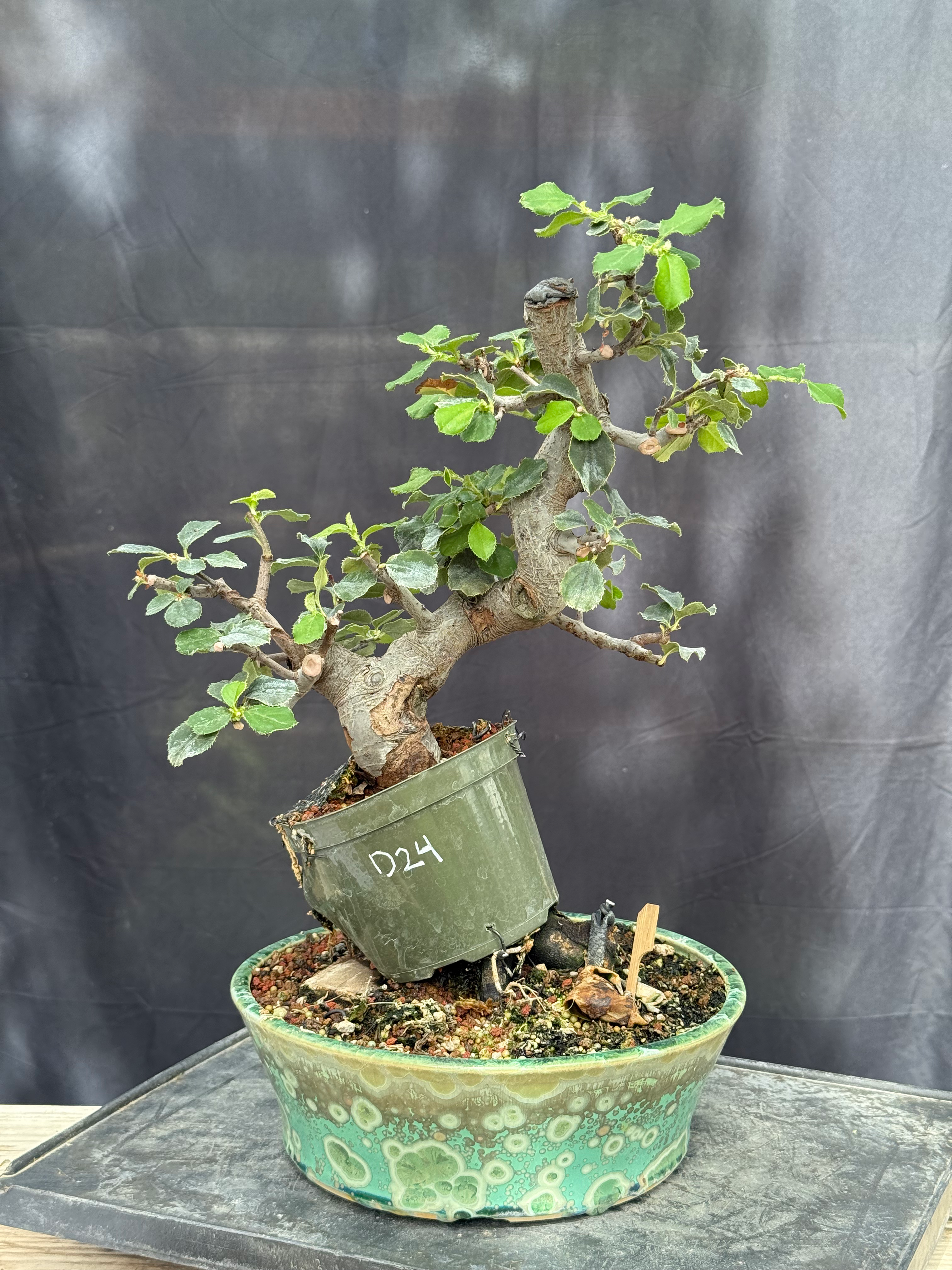 D24 Chinese Quince (Airlayer)