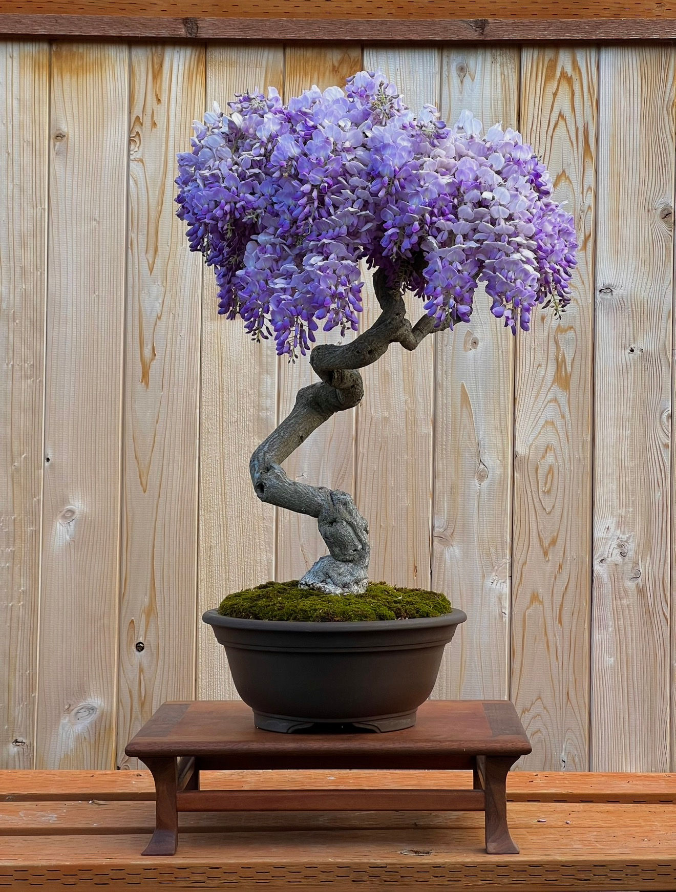 D41 Wisteria (Purple Flower)