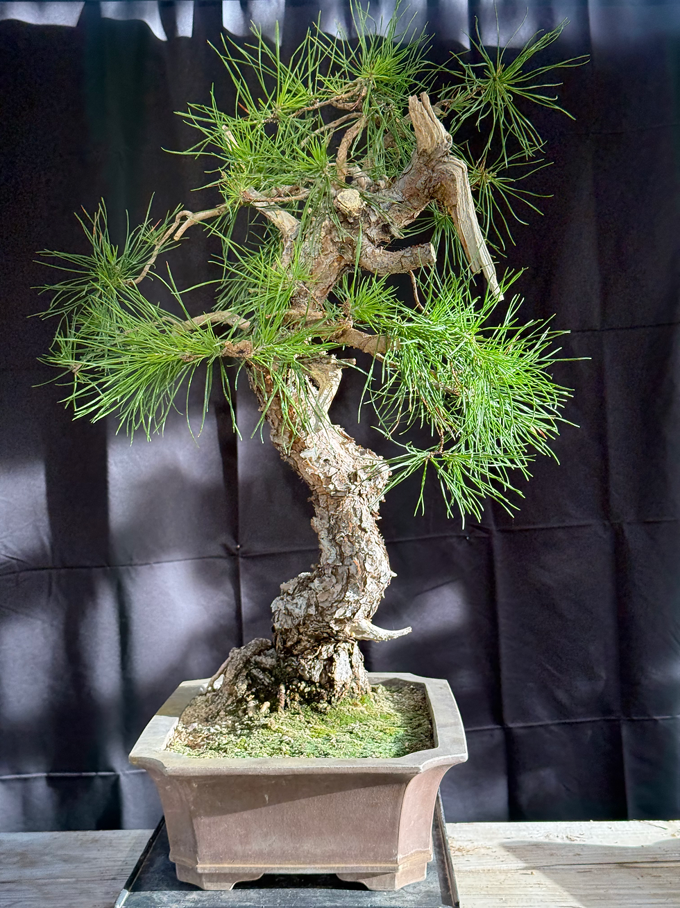 Thumbnail: C15 Virginia Pine (Telperion Farm Grown)