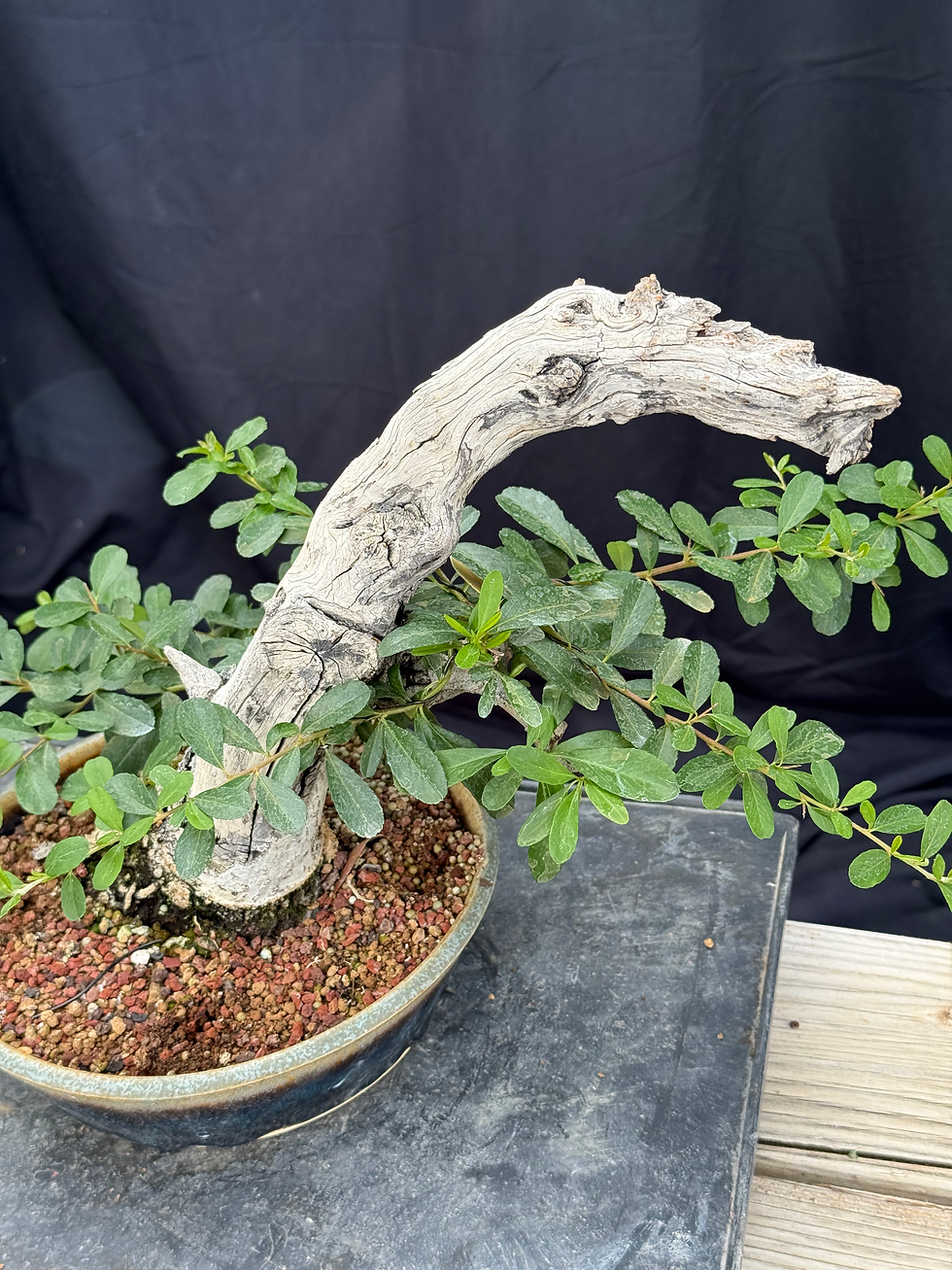 Thumbnail: D45 Pyracantha
