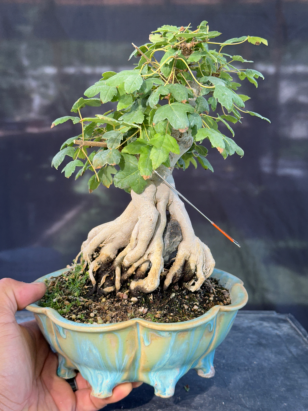 Thumbnail: DM3 Trident Maple