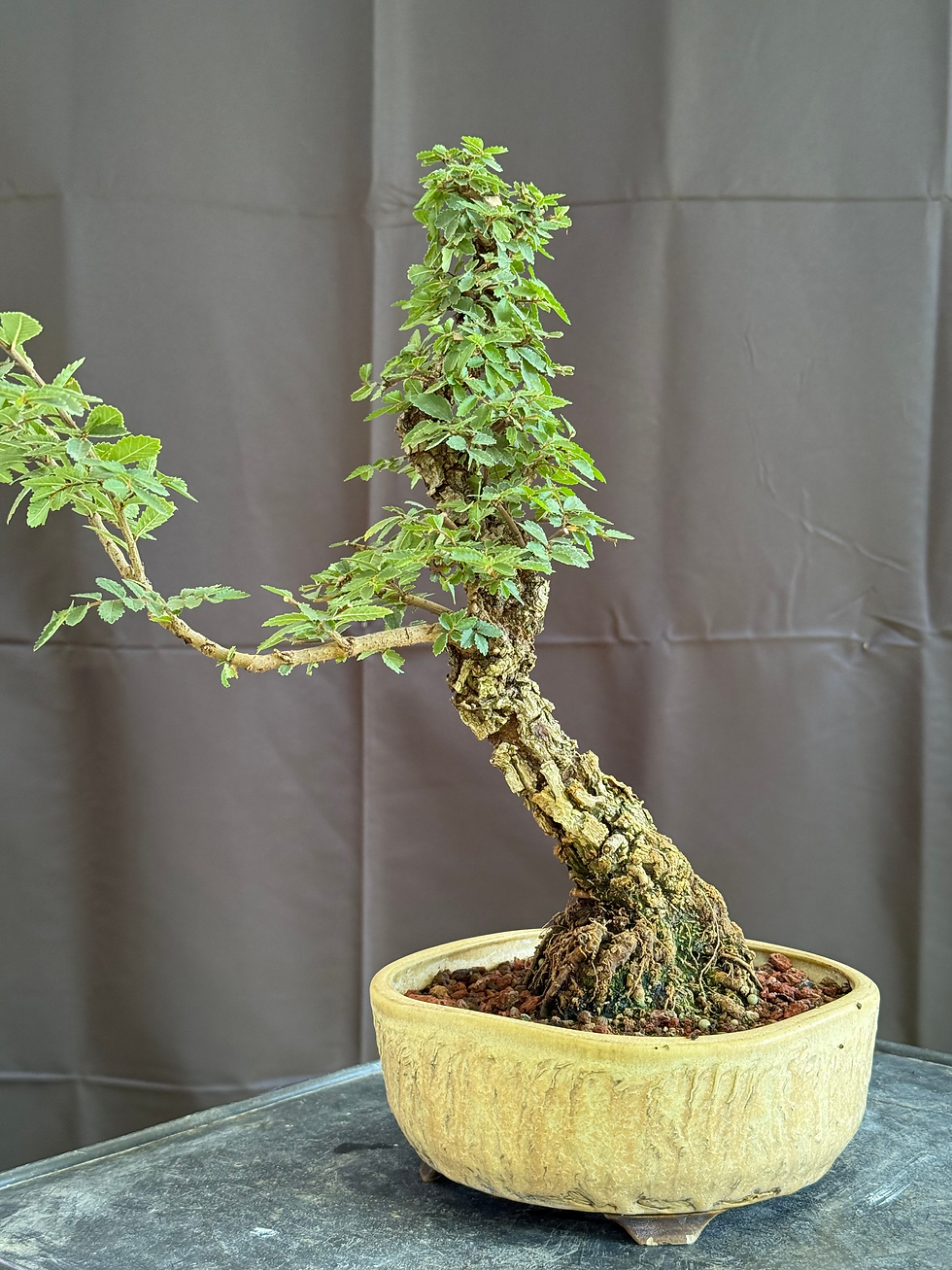 Thumbnail: DE11 Corkbark Elm (Variegated leaves earlier in the spring)