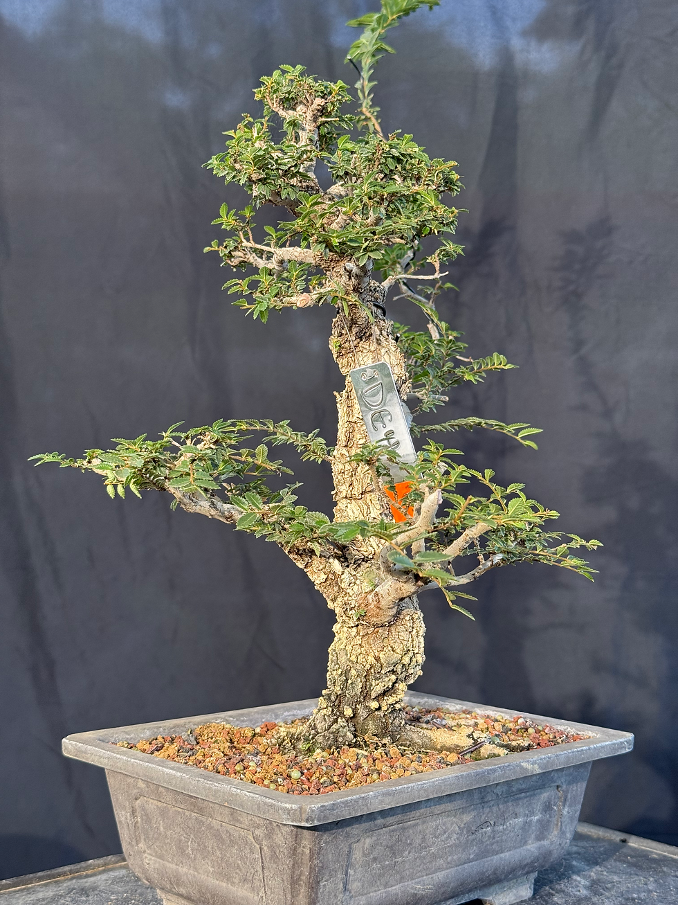 Thumbnail: DE4 Cork Bark Elm