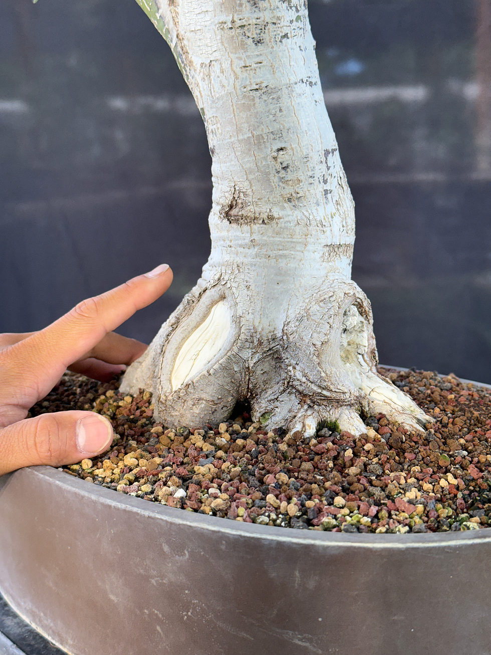 Thumbnail: DM9 Shishigashira Japanese Maple