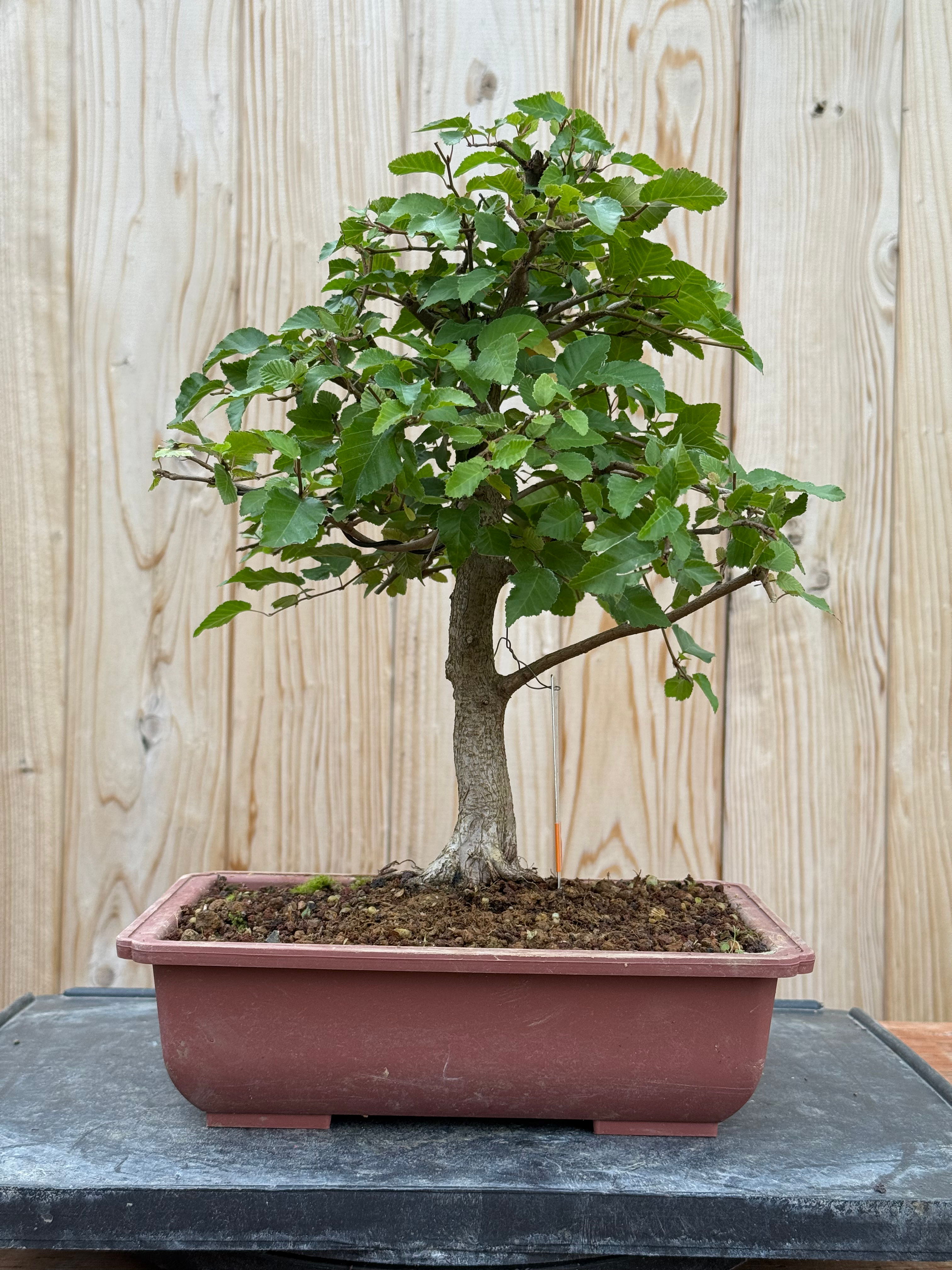 D57 Korean Hornbeam
