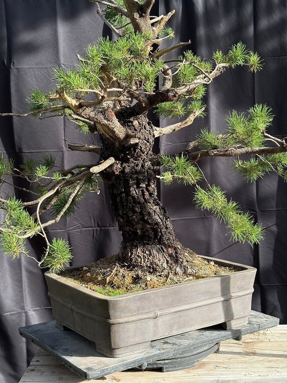Thumbnail: C16 Shore Pine (Telperion Farm Grown)