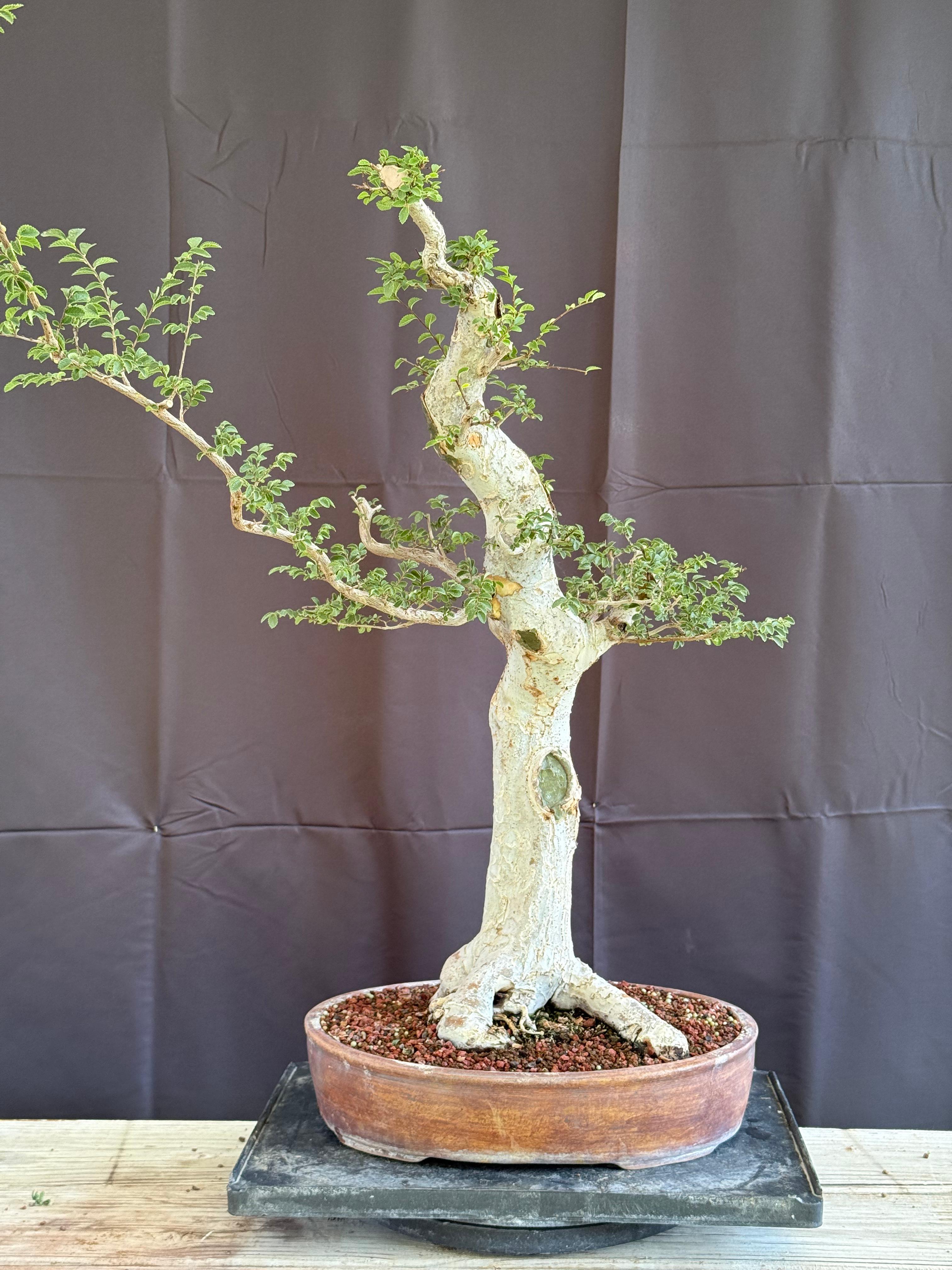 DE13 Lacebark Elm