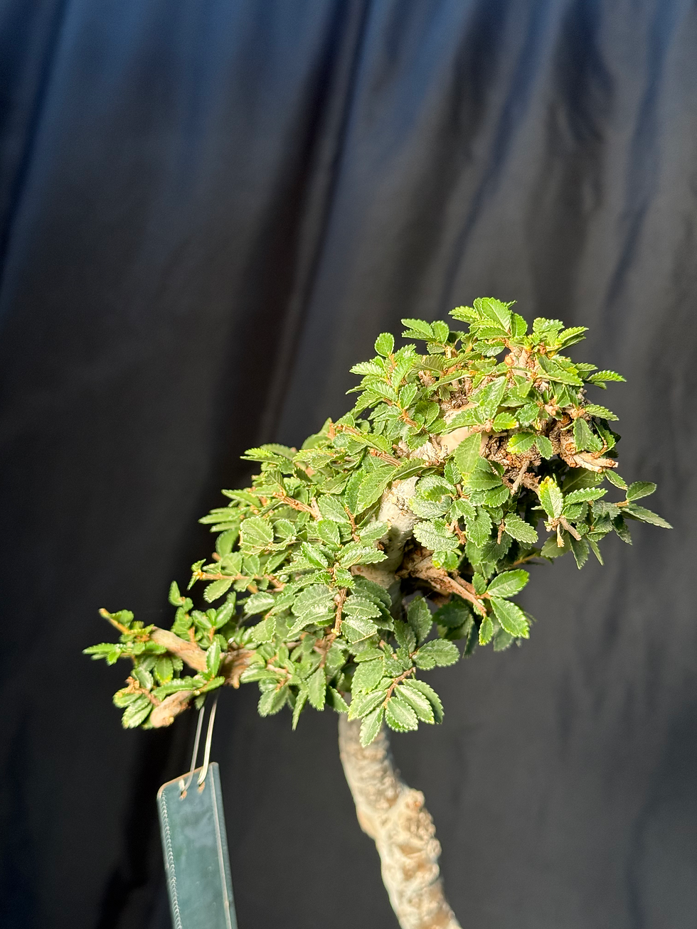 Thumbnail: DE6 Corkbark Elm