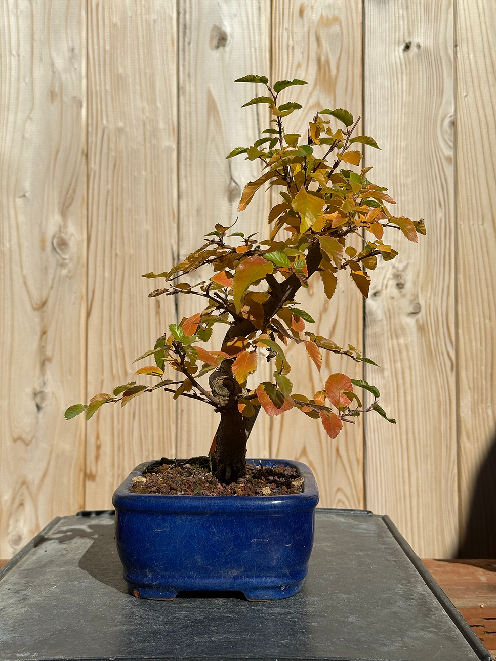 Thumbnail: D59 Korean Hornbeam