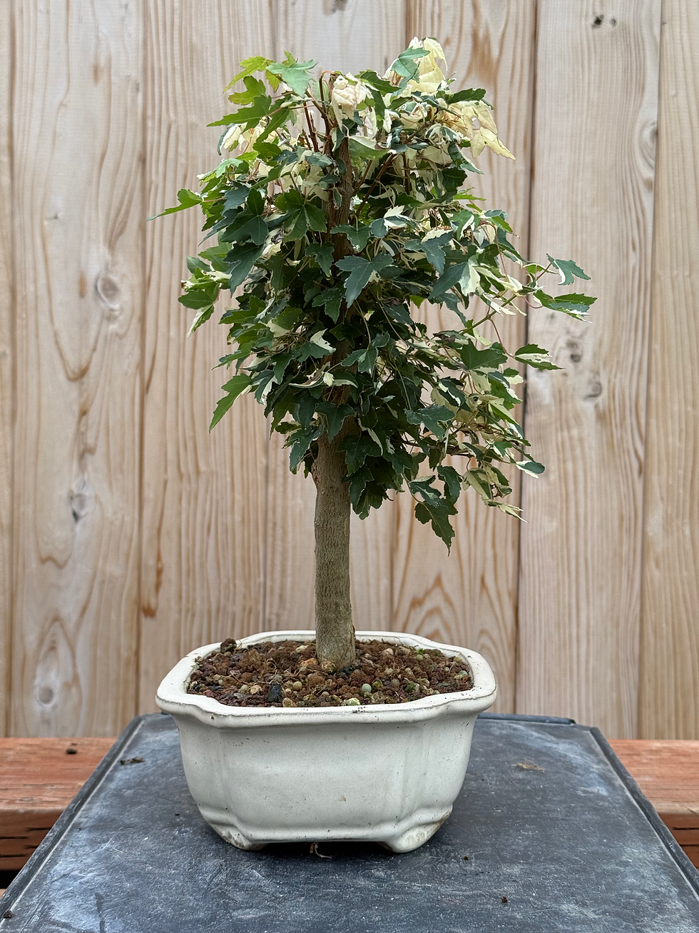 Thumbnail: D60 Vareiagted Trident Maple *Rare Cultivar*