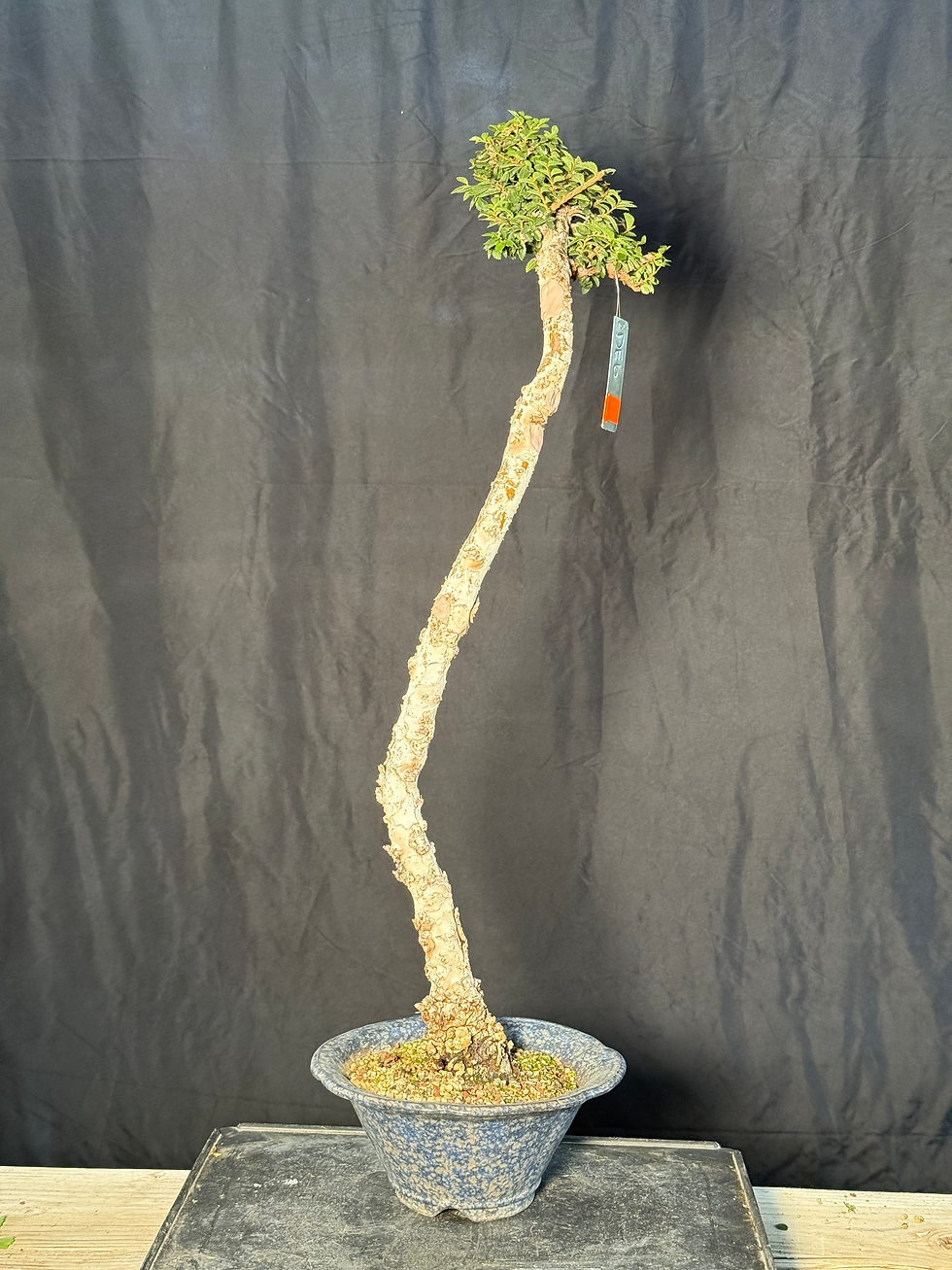 Thumbnail: DE6 Corkbark Elm
