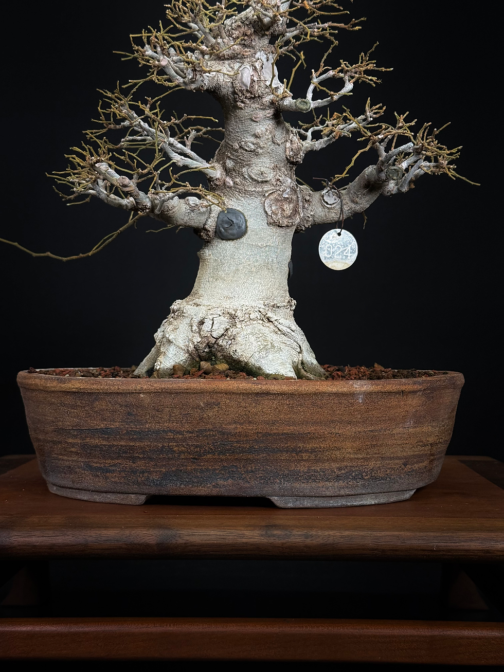 Thumbnail: Chinese Hackberry 