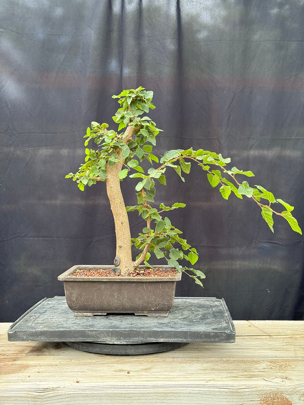 Thumbnail: D42 Korean Hornbeam