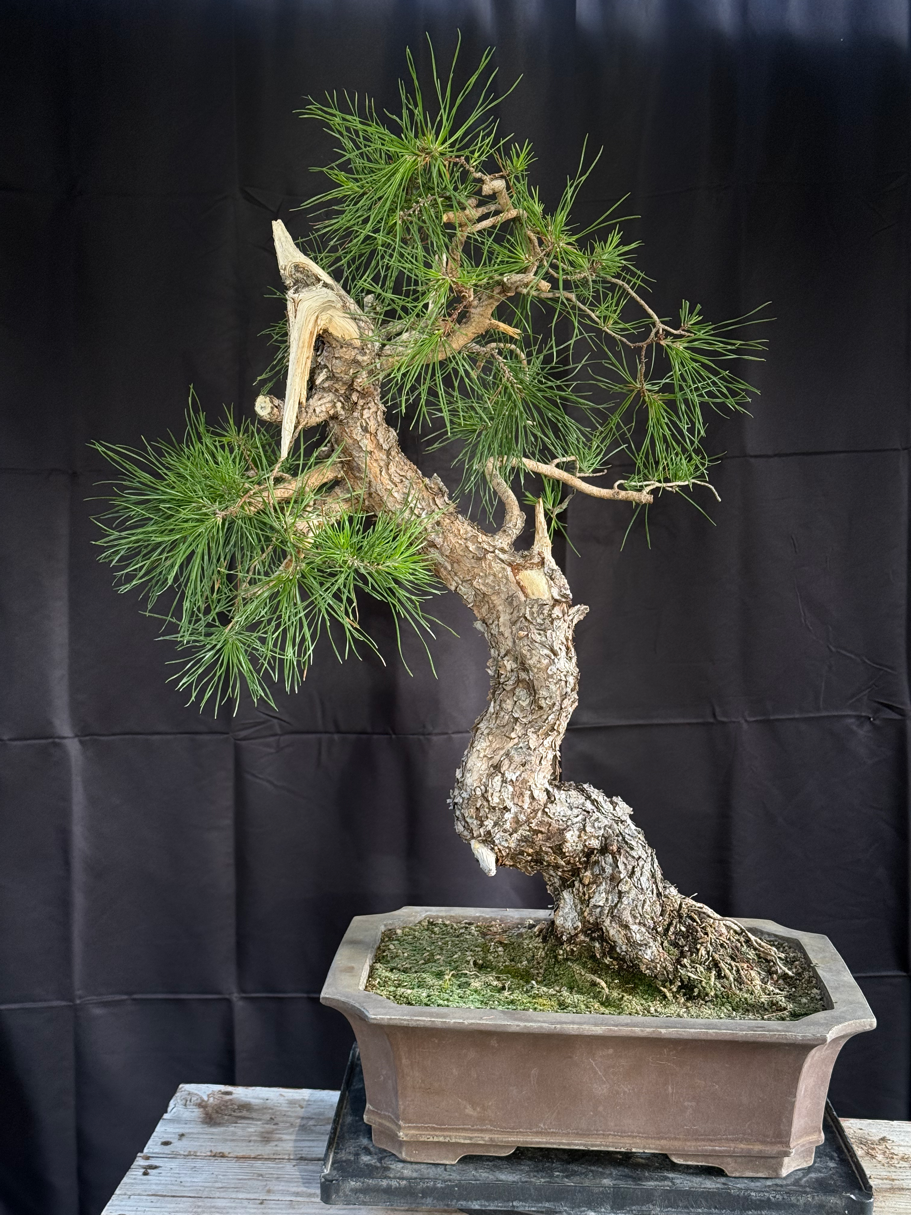 C15 Virginia Pine (Telperion Farm Grown)