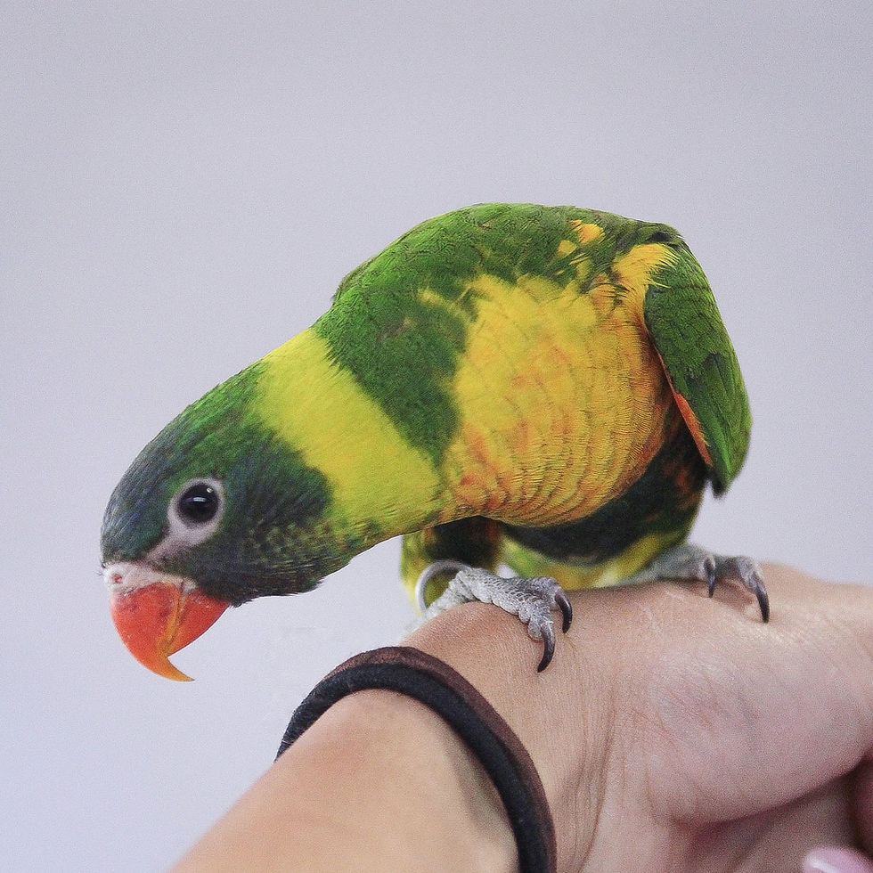 Birds