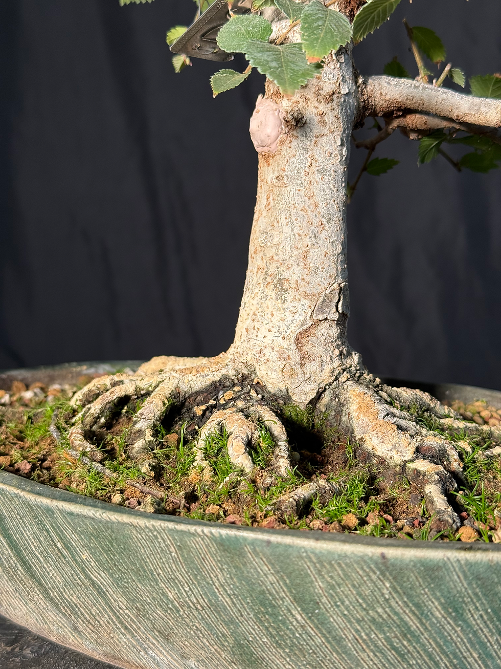 Thumbnail: DE7 Zelkova Elm