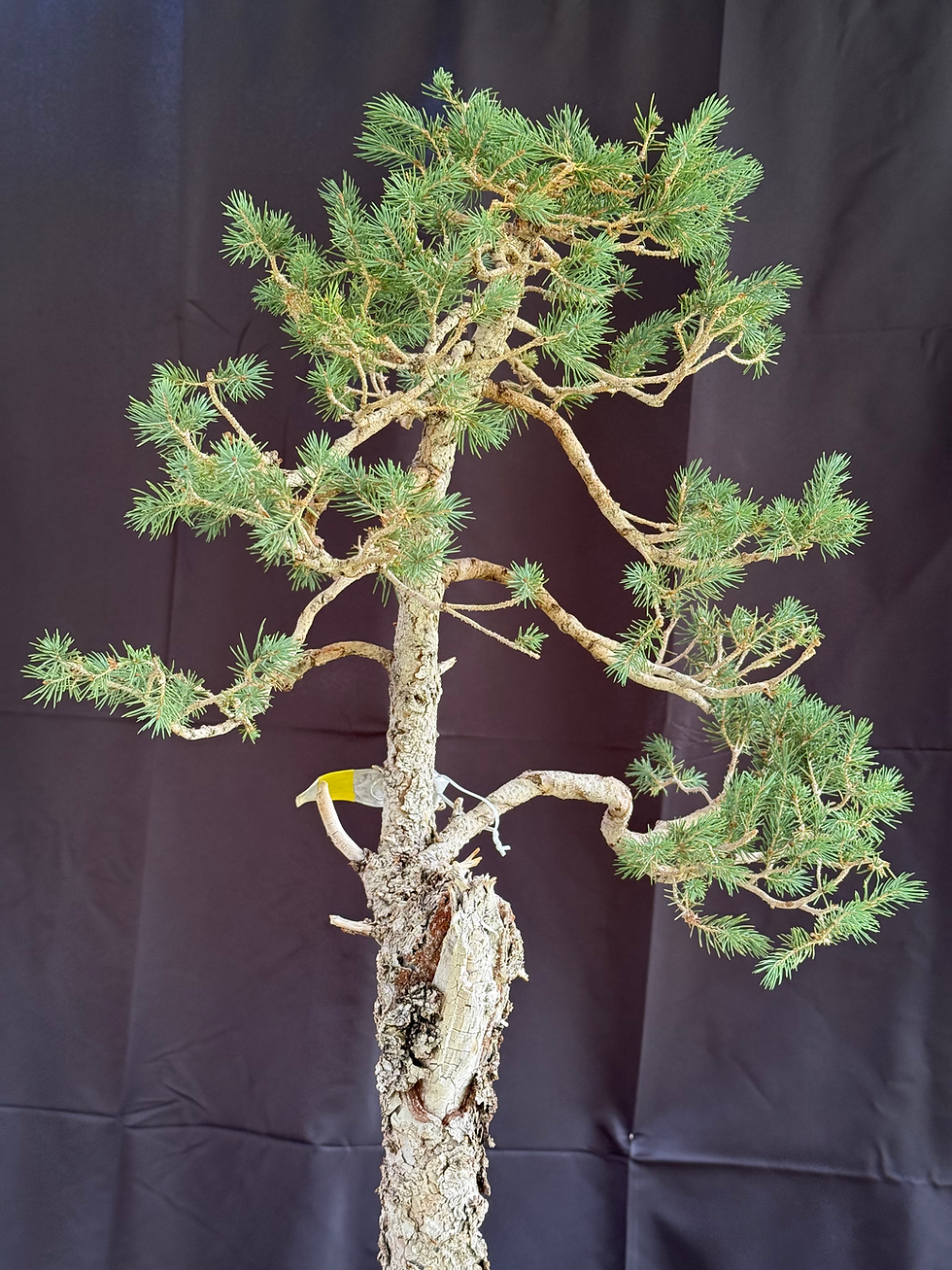 Thumbnail: C3 Englemann Spruce
