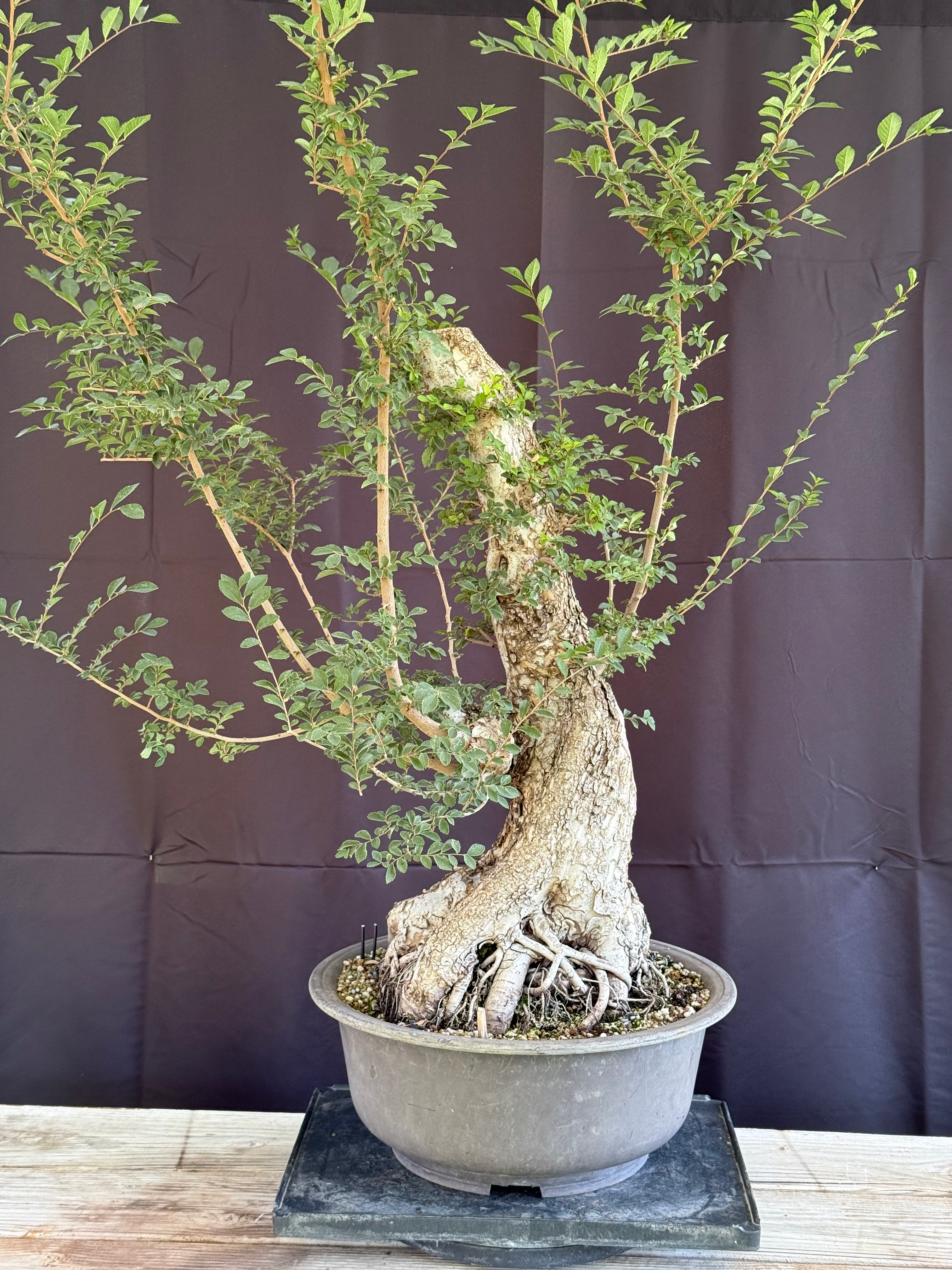 DE15 Lacebark Elm
