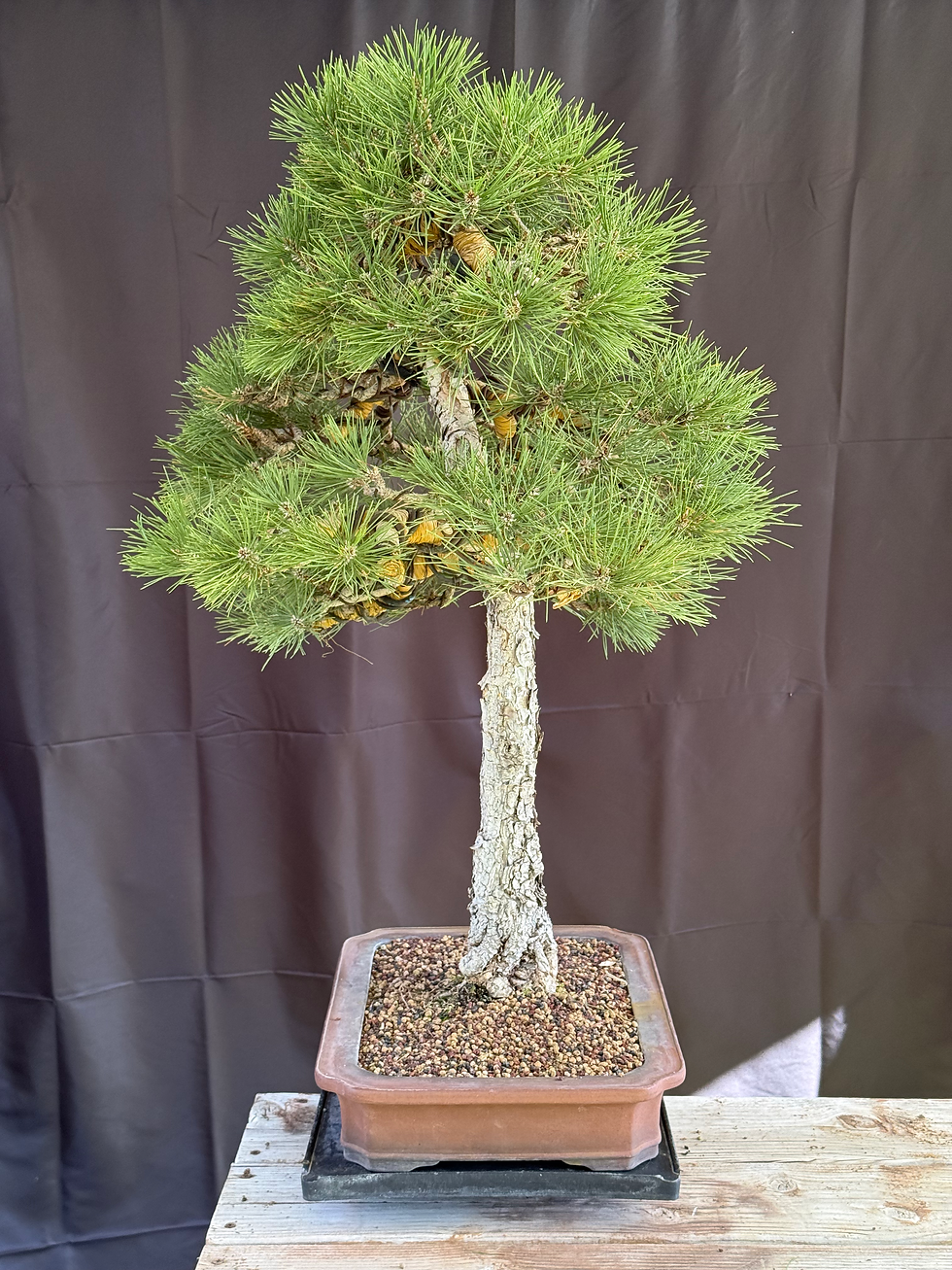 Thumbnail: C11 Austrian Black Pine