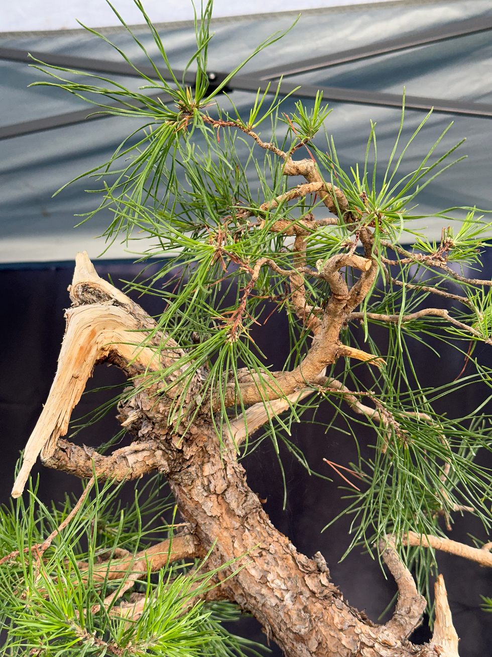 Thumbnail: C15 Virginia Pine (Telperion Farm Grown)