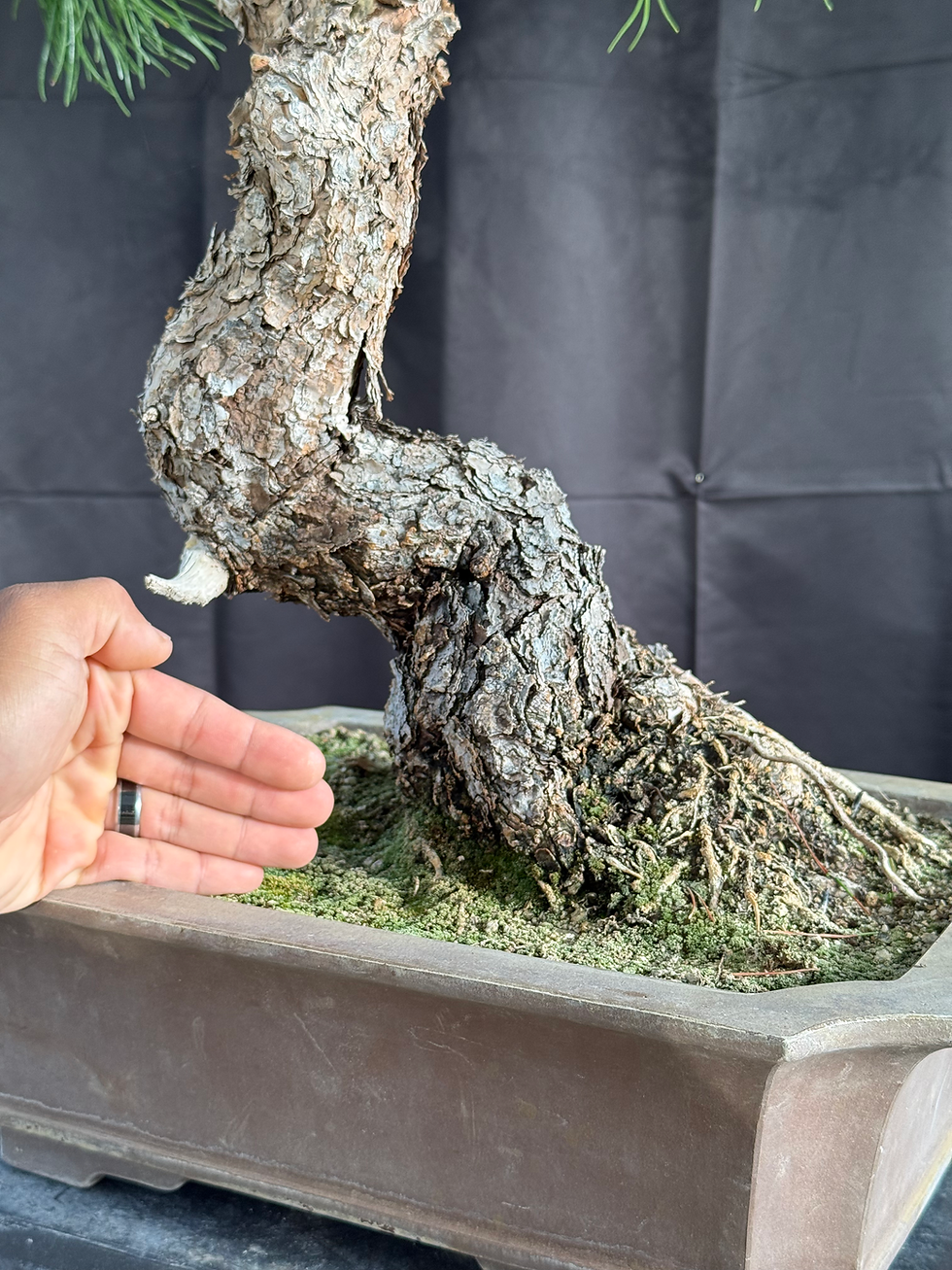 Thumbnail: C15 Virginia Pine (Telperion Farm Grown)