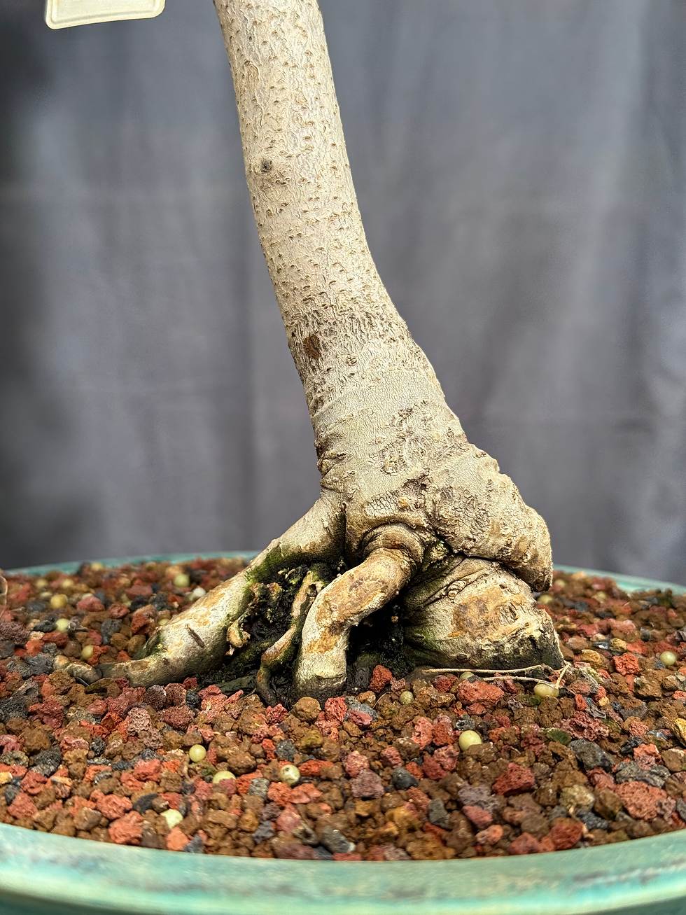 Thumbnail: D10 Smooth Sumac 