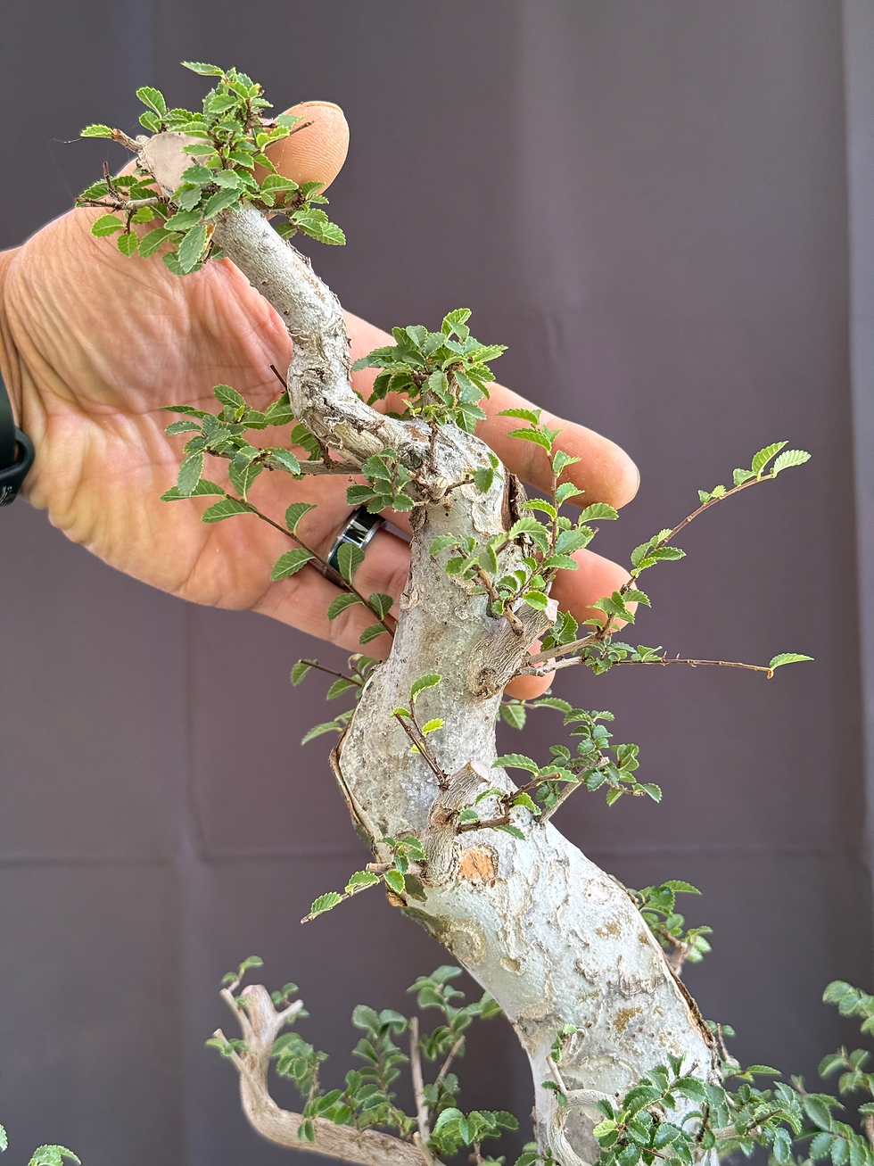 Thumbnail: DE13 Lacebark Elm