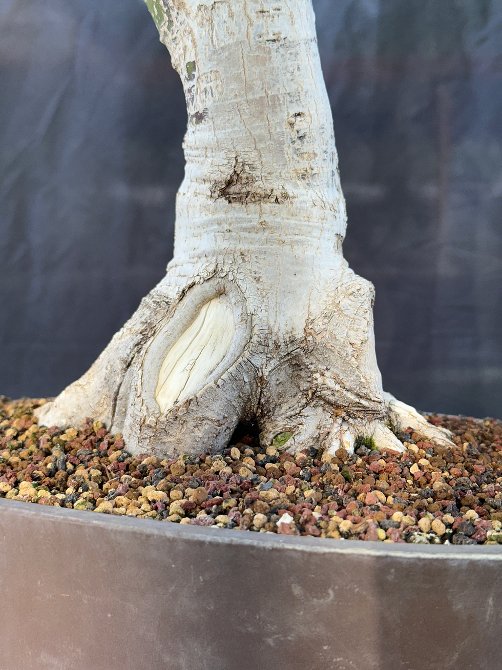Thumbnail: DM9 Shishigashira Japanese Maple