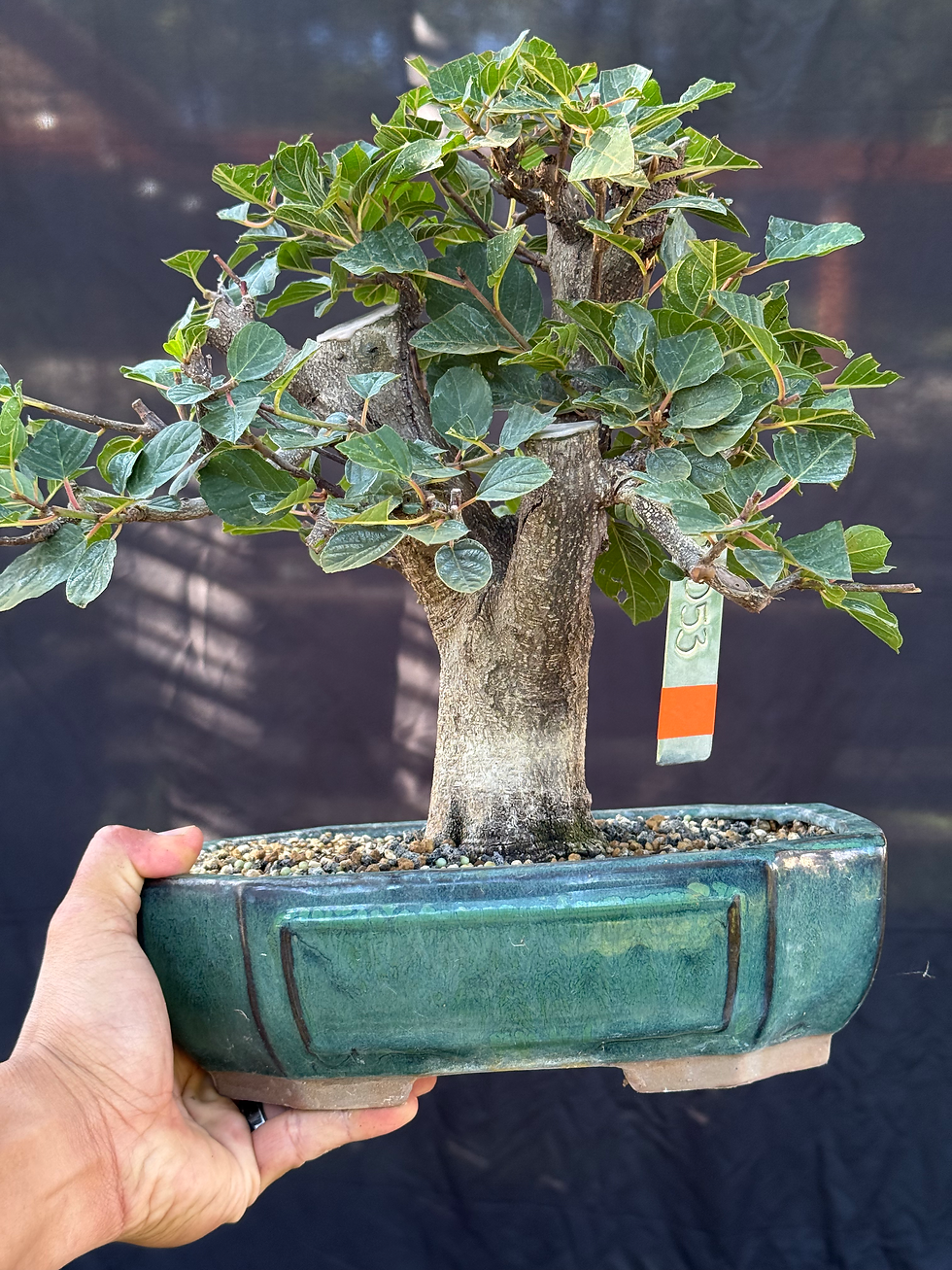 Thumbnail: D53 Buckthorn
