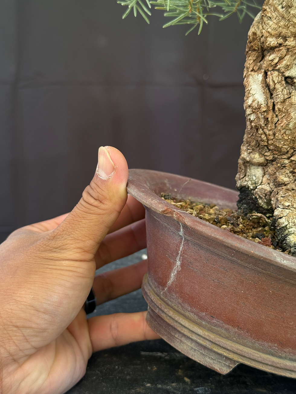 Thumbnail: C12 Yamadori White Fir