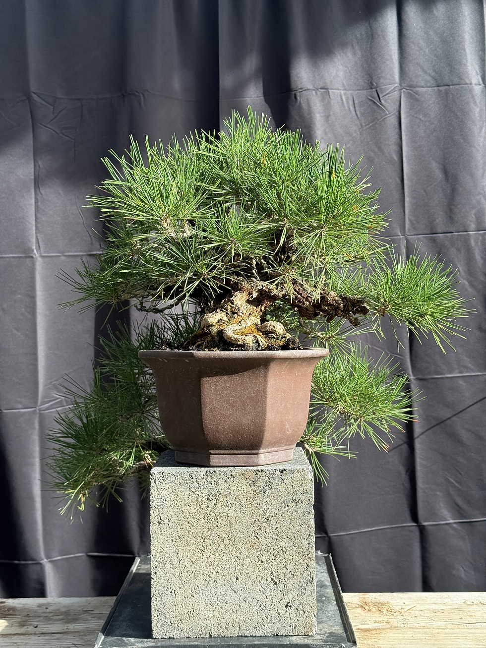 Thumbnail: C17 Cork Bark Japanese Black Pine 