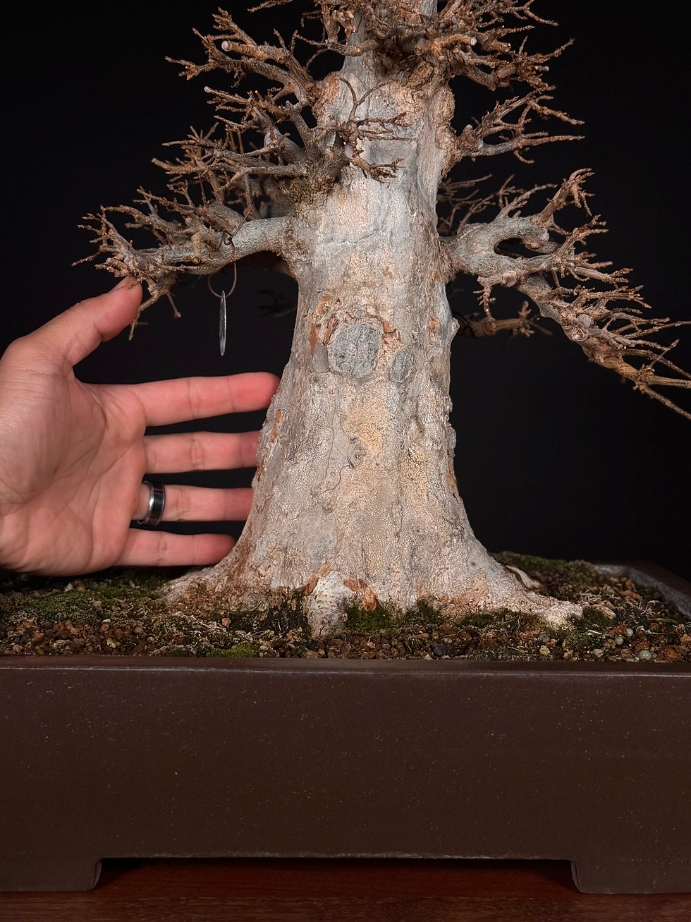 Thumbnail: Trident Maple 