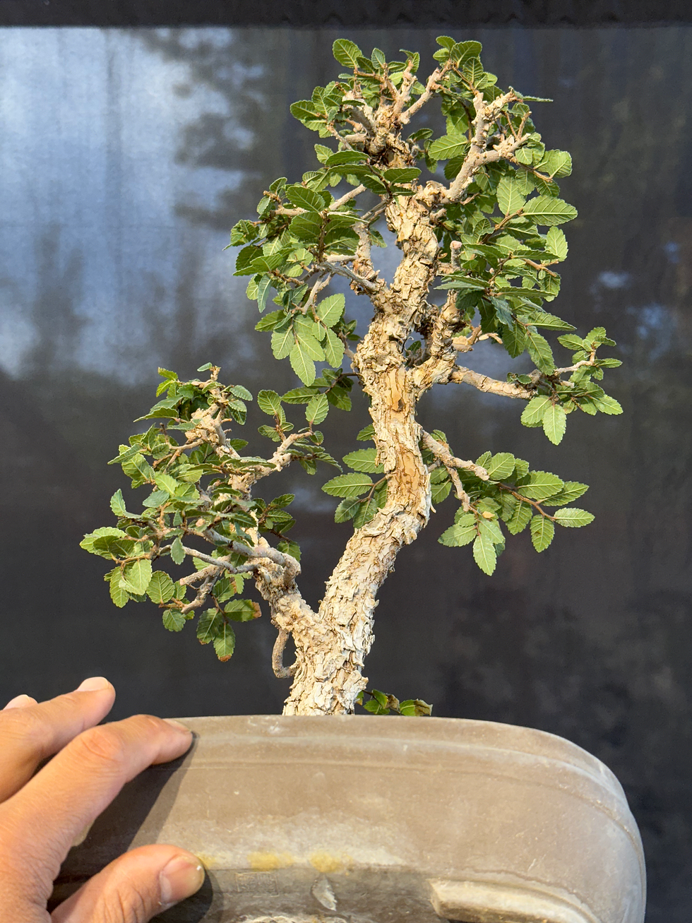 Thumbnail: DE3 Winged Elm