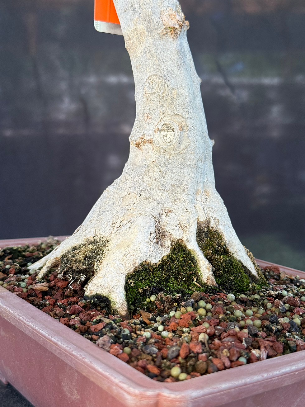 Thumbnail: DM5 Trident Maple