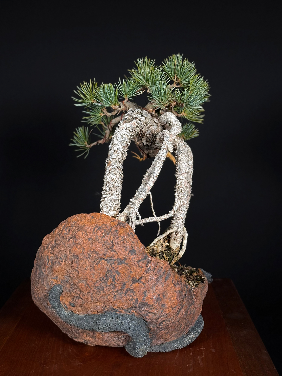 Thumbnail: Japanese White Pine 