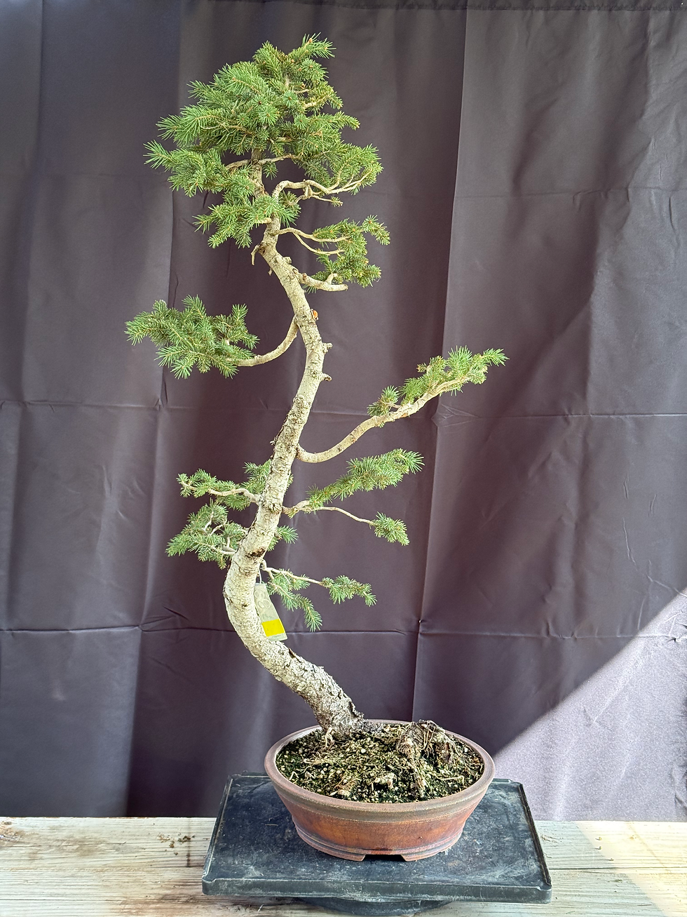 Thumbnail: C2 Englemann Spruce
