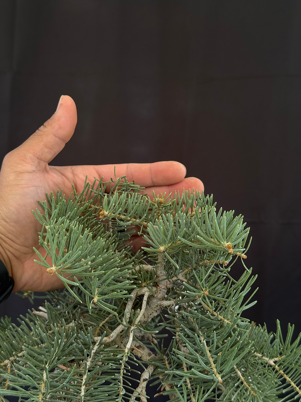 Thumbnail: C12 Yamadori White Fir