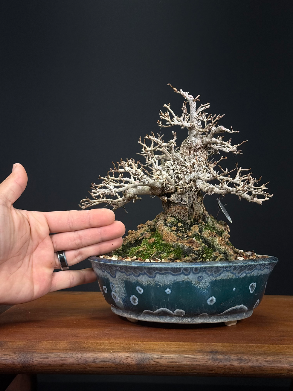 Thumbnail: Shohin Elm 