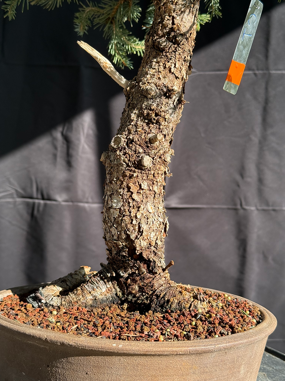 Thumbnail: C1 Sester's Dwarf Blue Spruce