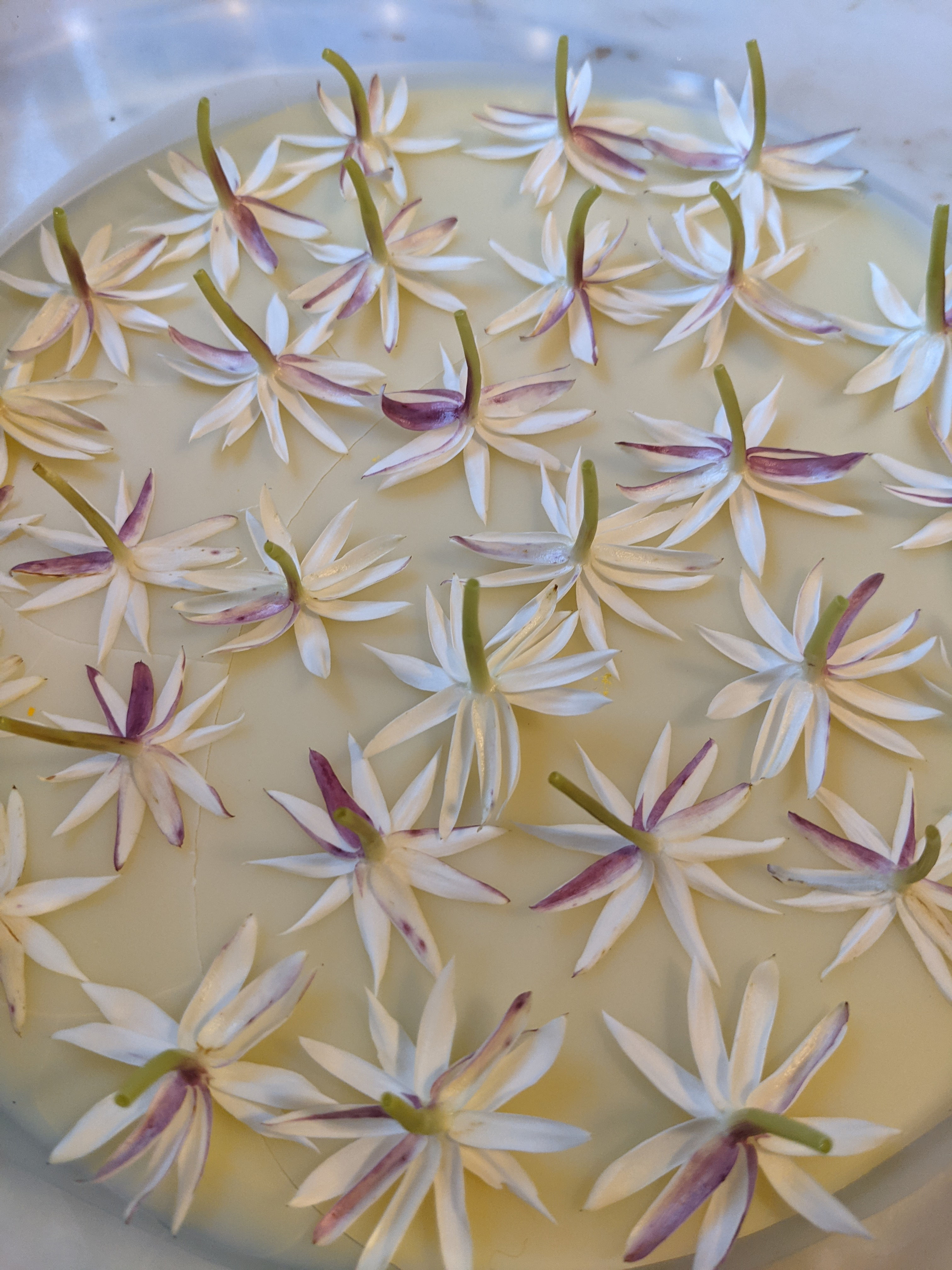 Flower Fever Solid Perfume