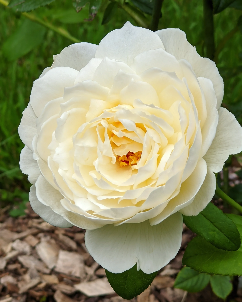 Thumbnail: The Fairytale Garden~ Solid Enfleurage Perfume