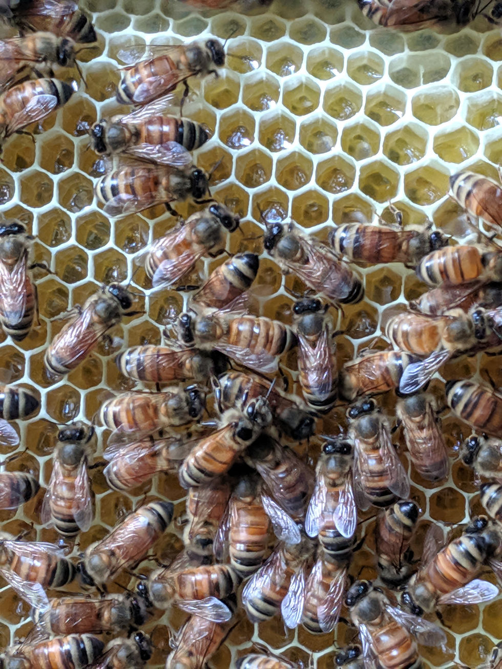 Thumbnail: Honey Bee Jive Hive Musk Solid Perfume