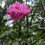 Thumbnail: Princess Peony~Perfume